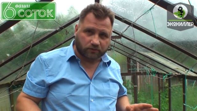 ЭКОКИЛЛЕР - борьба с садовыми муравьями. Советы Андрея Туманова. смотреть онлайн