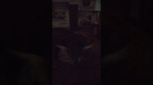 Кот теряет кал по дому, что делать?