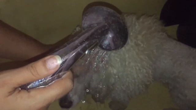 Что случилось с Чарли? Мой пудель заболел. 😢 смотреть онлайн