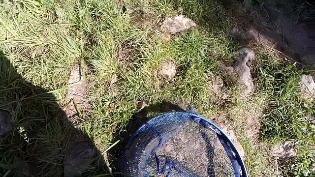 Осётр в 2,5 кг. на поплавочную удочку. смотреть онлайн