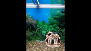 Запуск аквариума juwel 125 литров