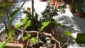 Выращиваем инжир в горшке-условия долголетия