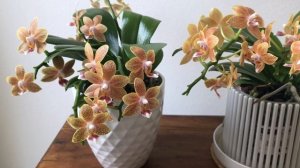 Summer Blooming Orchid: Phalaenopsis Table Masterpiece