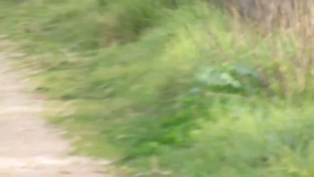 Миттельшнауцер Арчи и утка. смотреть онлайн