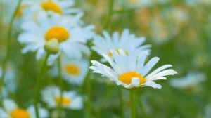 Песня - Плач не плач