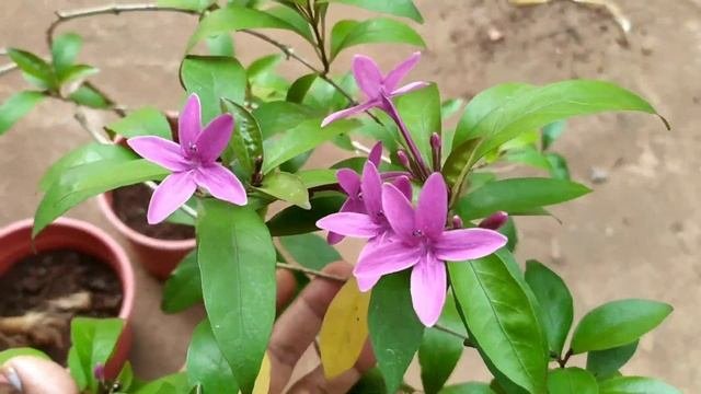 #Shooting Star- A Summer Plant?/ #Pseuderanthemum #Laxiflorum