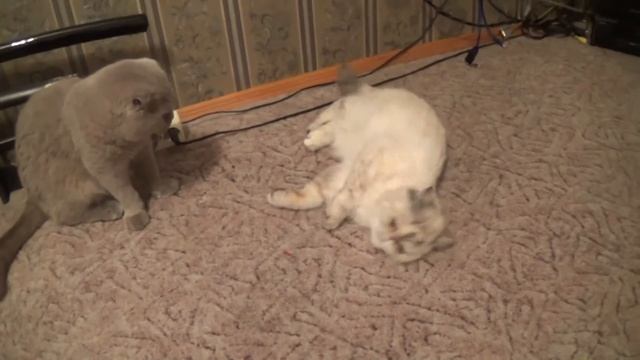 КОШКИ после ВАЛЕРЬЯНКИ- снесло крышу! Кошачьи приколы! смотреть онлайн