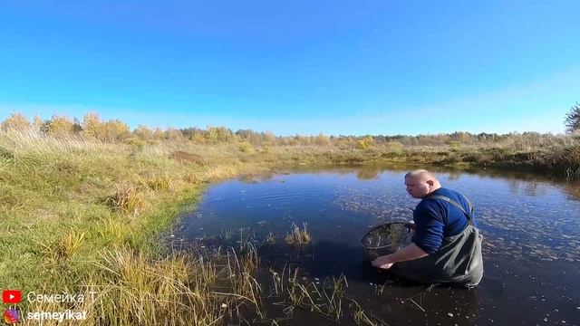 Ловим карасика САЧКОМ в диком прудике и зарыбляем  почищенный пруд на даче. В ПРУДУ ОБНАРУЖЕН РОТАН
