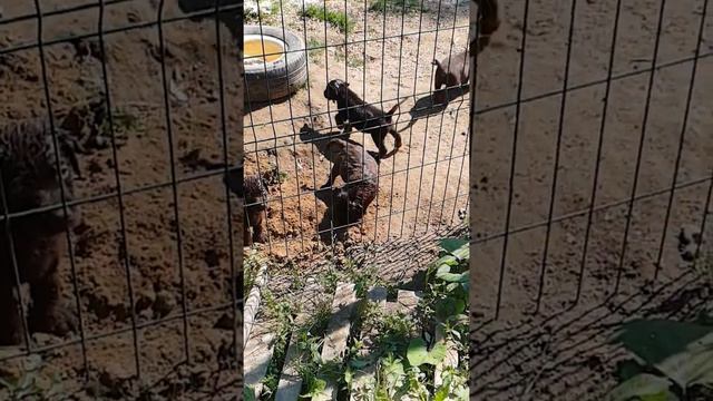 Питомник КЕЛМАСОМИ