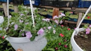 Бакопа махровая лавандовая роза.