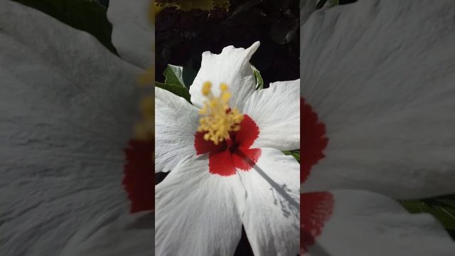 'White Wings' Tropical Hibiscus Rose Sinensis