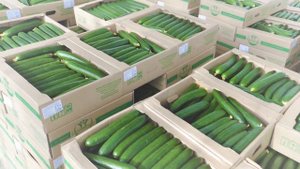 КФХ Хабибрахмановых