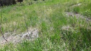 Пермакультура. Картофель в "солому" Ч.2. - не многолетнее ли растение? весна 2го года