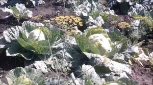 Огород. смешанные посадки. Овощи в открытом грунте