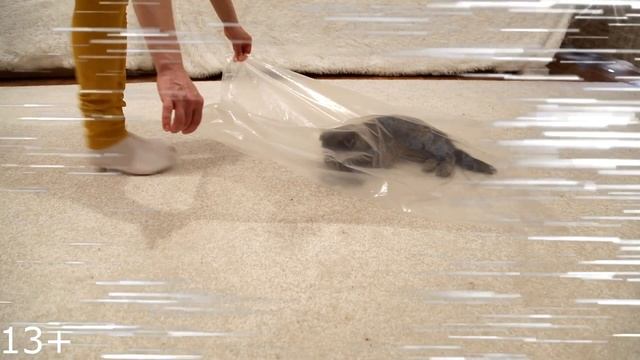 Кошки против невидимой ловушки | Cats vs invisible trap смотреть онлайн