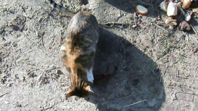 коты едят колбасу и рыбу смотреть онлайн