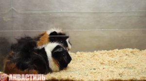 Морские свинки Розетки. Домашние морские свинки. Грызуны.