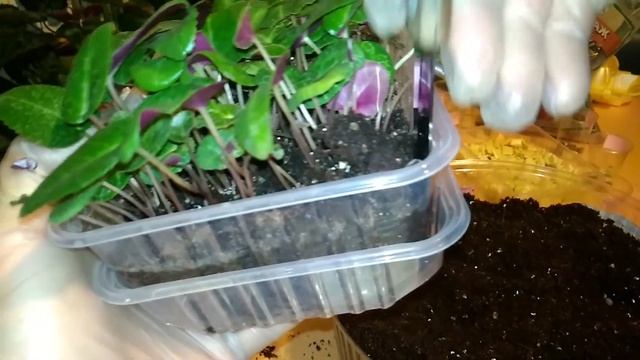 Пикировка(первая ПЕРЕСАДКА) сеянцев ЦИКЛАМЕНА. Очень густой посев! смотреть онлайн