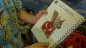 Собака катается на попе. Это опасно? Как лечить?