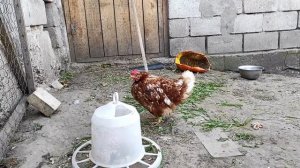 ОБЗОР НАШЕГО ХОЗЯЙСТВА, КУРЫ С ЦВЕТНЫХ ЯИЦ. МУСКУСНЫЕ УТКИ, ЛУЧШИЙ КОРМ ДЛЯ ПТИЦЫ. ВЫРАЩИВАНИЕ УТЯТ