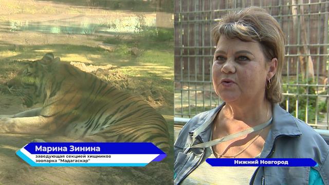 Сразу три тигрёнка появились на свет в нижегородском зоопарке «Мадагаскар»