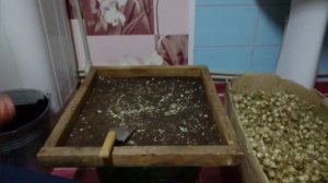 Какие семена медоносов и пыльценосов сеять на пасеке???