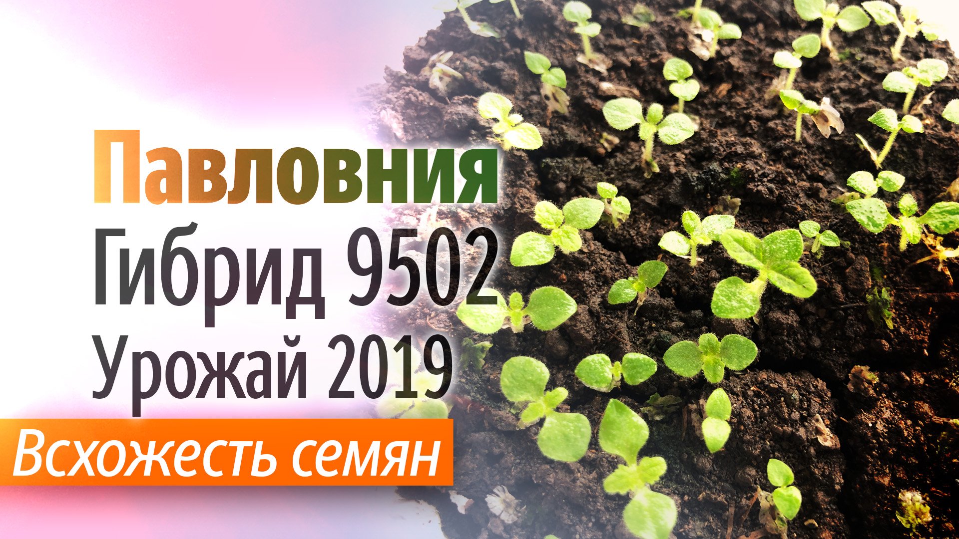 Всхожесть семян Павловнии гибрид 9502 Урожай 2019