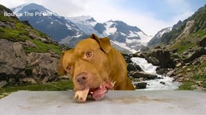 ASMR MUKBANG PITBULL EATING RAW FOODS COW KIDNEY WHALE RIBS