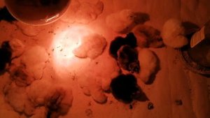 Заключительный этап инкубации, 22 - 23 день, цыплята появляются с опозданием***