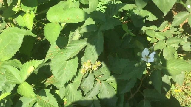 HOW TO GROW AN ORGANIC GARDEN 2016 (Pineberries!!) DAY 17 смотреть онлайн