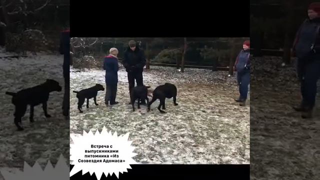 Встреча в питомнике. Играют кане корсо и минибули.