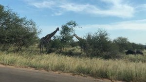 Африка.ЮАР.Сафари на арендованном авто.На этот раз антилопы гну и жирафы.Март2018