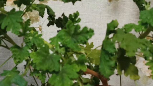 Герань разрослась как дерево. Ампельная Герань смотреть онлайн