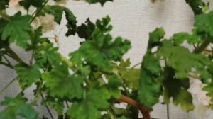 Герань разрослась как дерево. Ампельная Герань