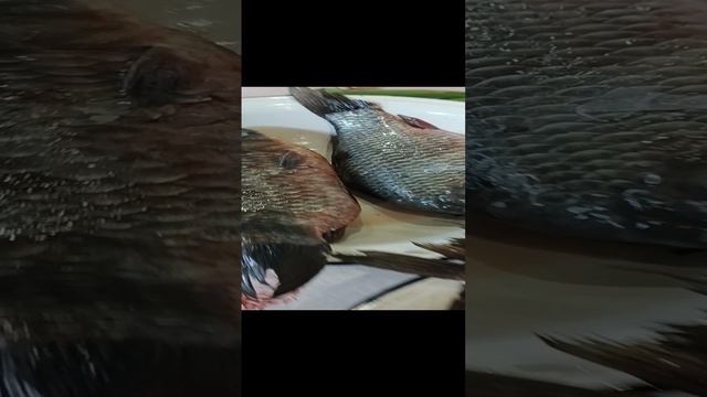 Рыбалка удалась?Василичь наловил карасей??