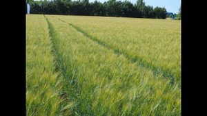 Джон Ячменное Зерно , Роберт Бернс , Зарубежная Поэзия , читает Павел Беседин