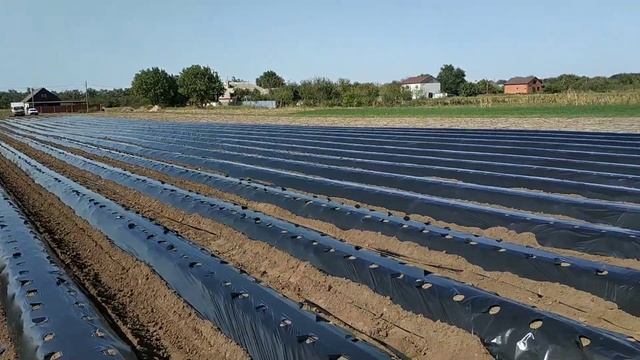 Катаем трактором бугры для клубники смотреть онлайн