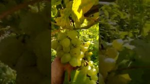 виноград сорт  БЕЛУХА и ХИП ХОП