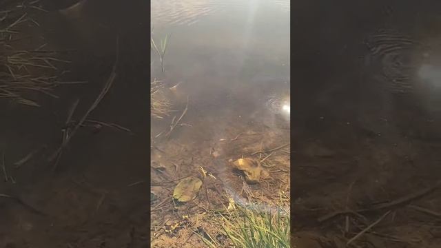 Что дают рыболовные очки. смотреть онлайн