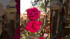 Grand Class Rose .