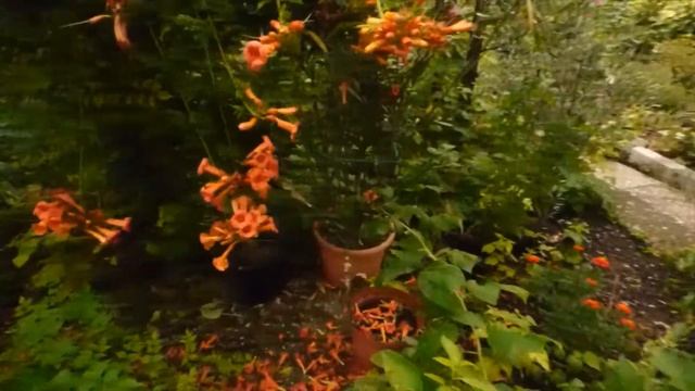 Trompetenblume in voller Blüte. смотреть онлайн