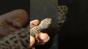 Пятнистый эублефар Eublepharis macularius в ужасном состоянии.