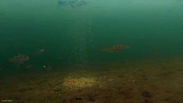 Подводные съемки подо льдом, Прикормка и рыба