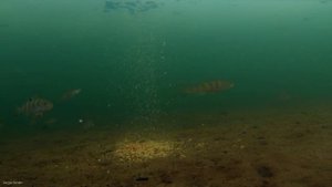 Подводные съемки подо льдом, Прикормка и рыба