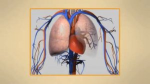 Внутреннее строение человека