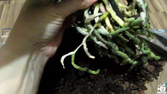 Новая орхидея! Дихлофос+Глиокладин (trichoderma)!