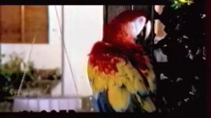 "Сёстры Зайцевы" - видео клип "Сумасшедший снег" с участием Чака Норрисом