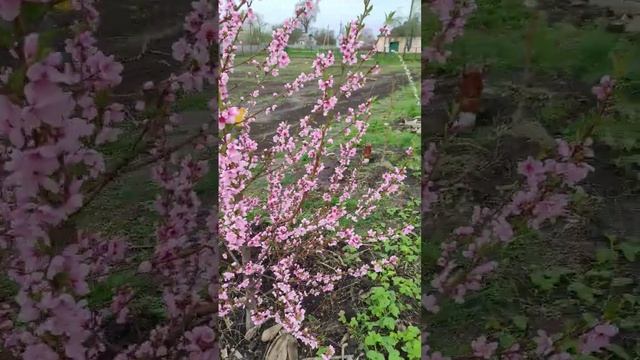 Цветение инжирного нектарина Донат