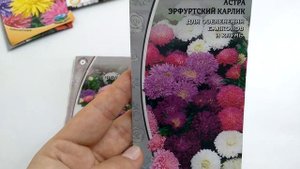 Астры. Разнообразные сорта.