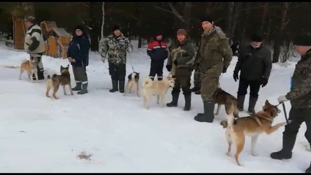 Выводка западно-сибирских лаек
